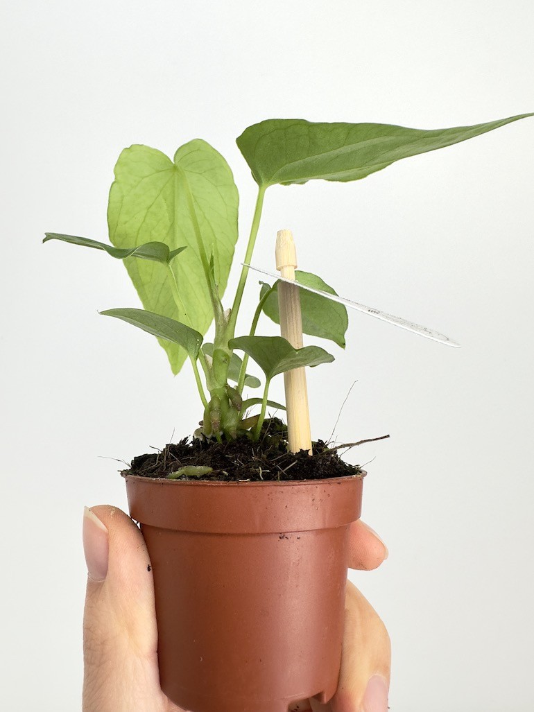 Anthurium Balaloanum