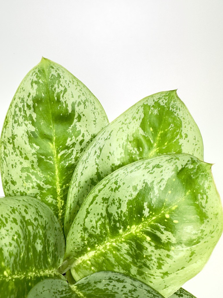 Aglaonema Lemon Mint