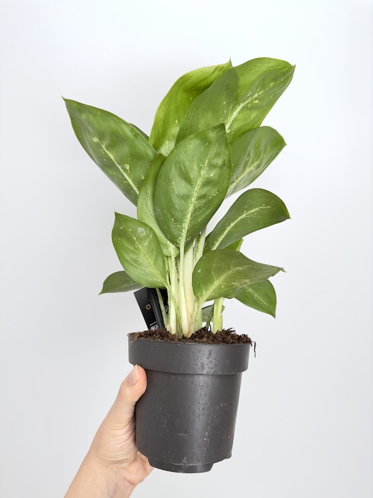 Aglaonema Lemon Mint