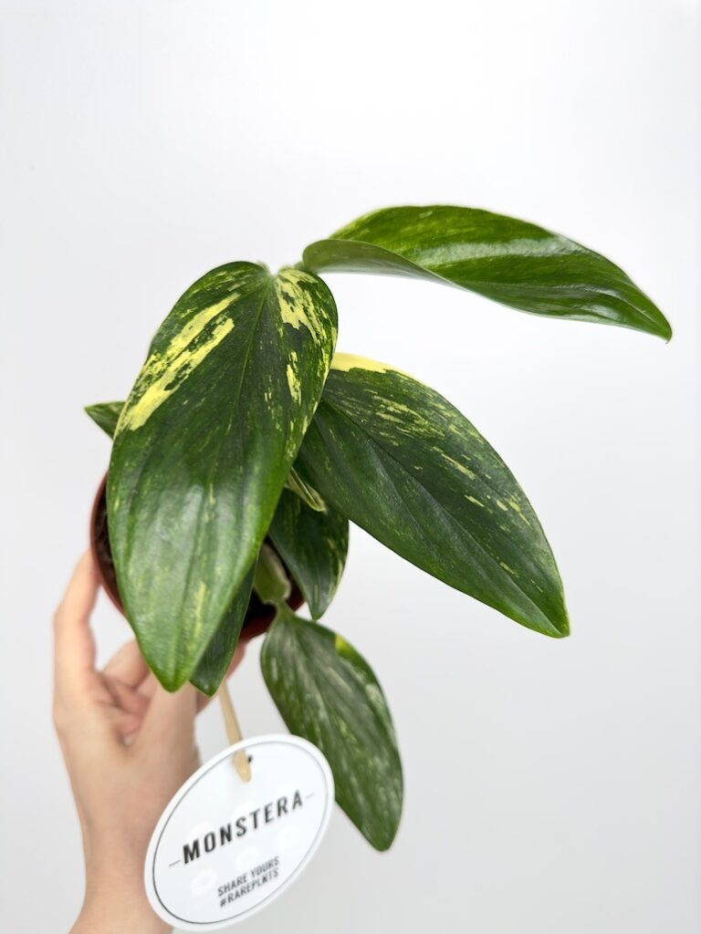 Philodendron Cobra Yellow