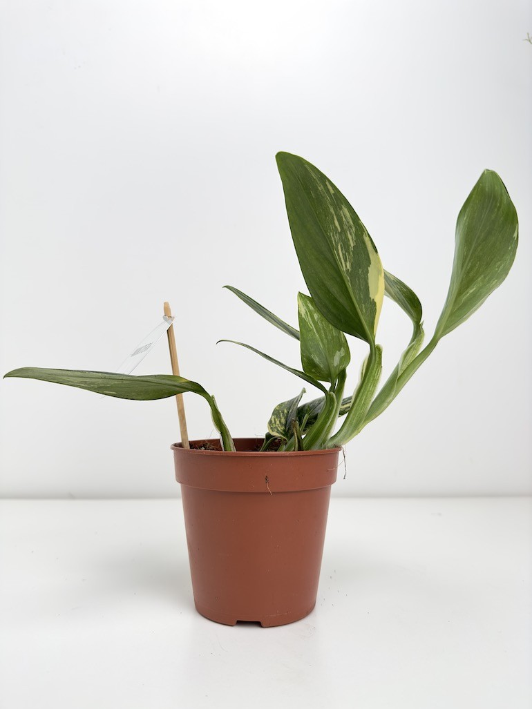 Philodendron Cobra Yellow