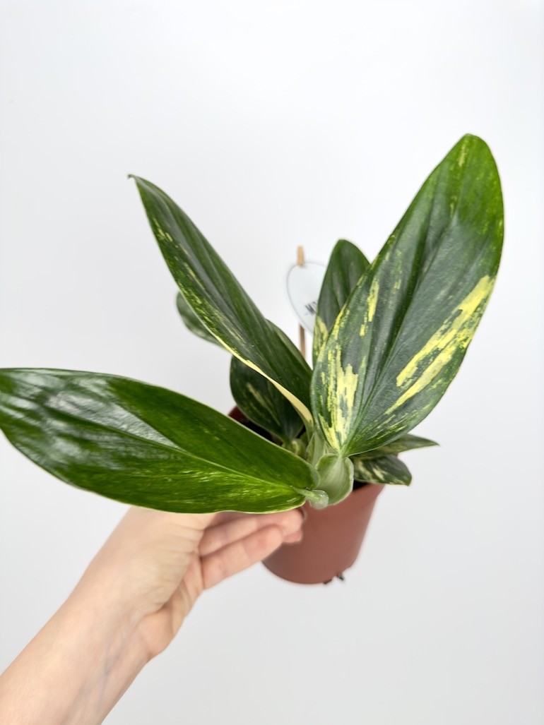 Philodendron Cobra Yellow