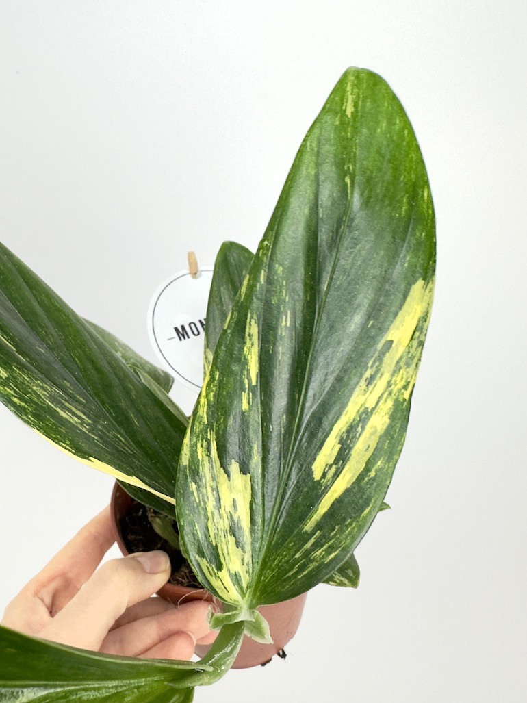Philodendron Cobra Yellow