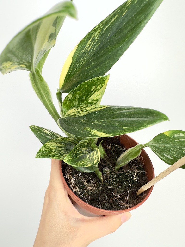 Philodendron Cobra Yellow