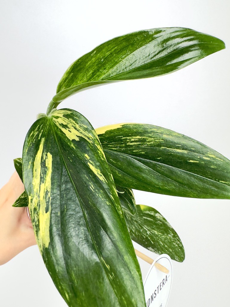 Philodendron Cobra Yellow
