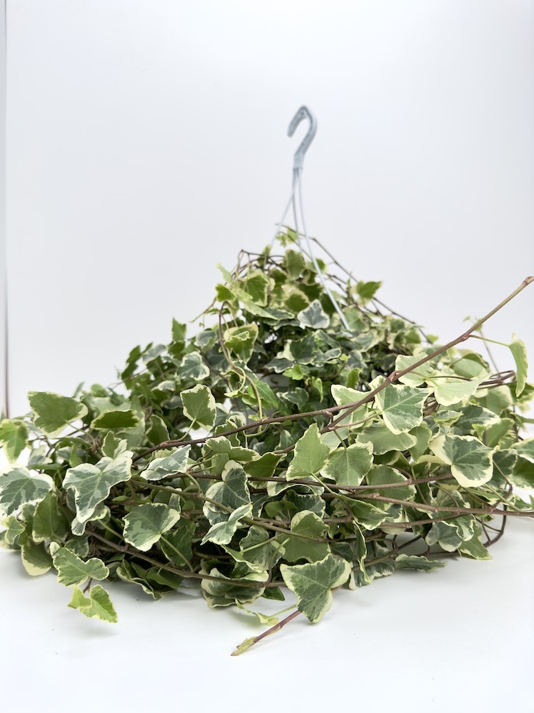 Hedera White Wonder Bluszcz