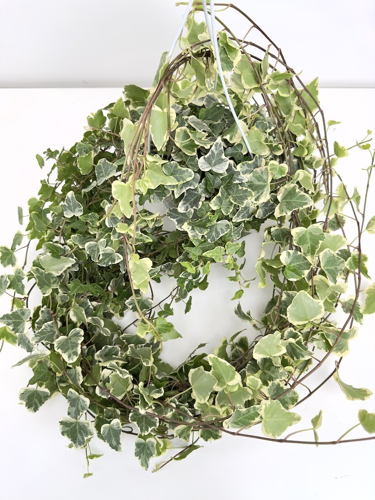 Hedera White Wonder Bluszcz