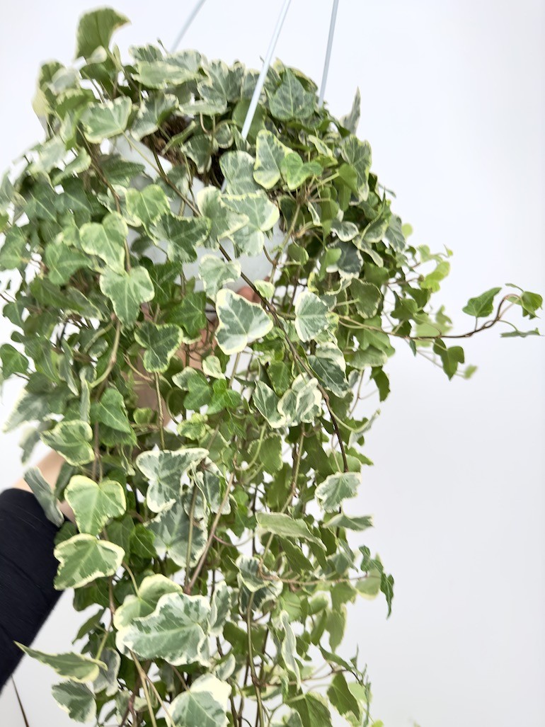 Hedera White Wonder Bluszcz