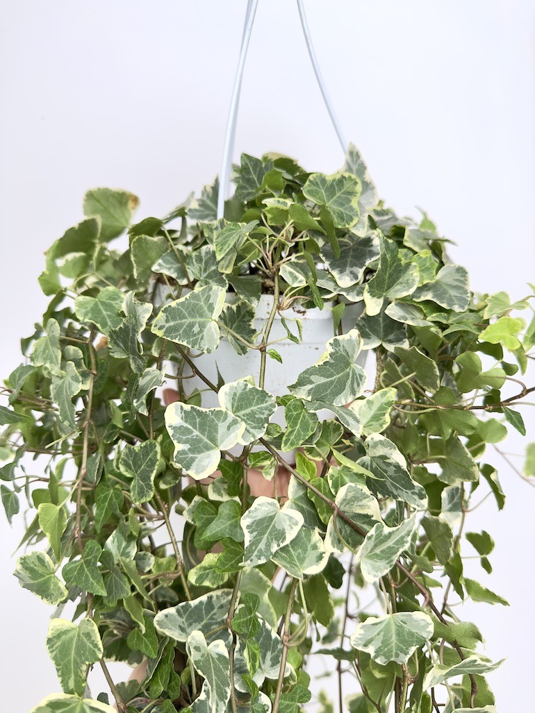 Hedera White Wonder Bluszcz