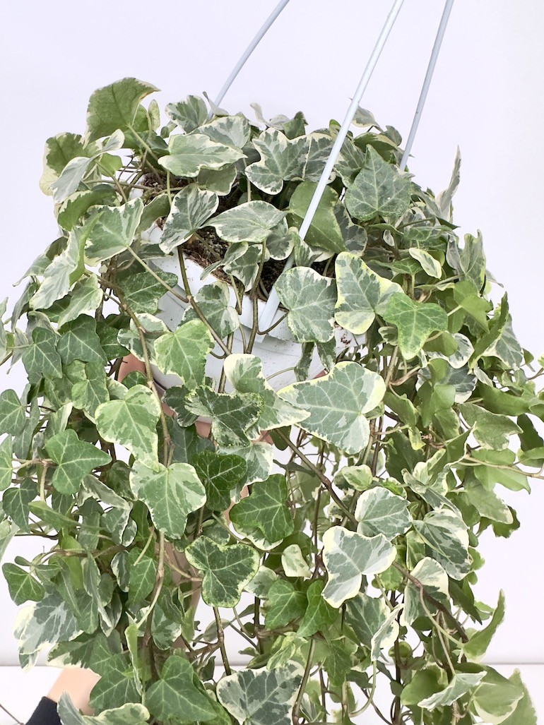 Hedera White Wonder Bluszcz