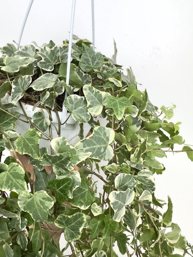 Hedera White Wonder Bluszcz