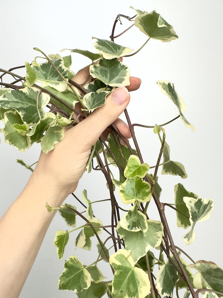 Hedera White Wonder Bluszcz