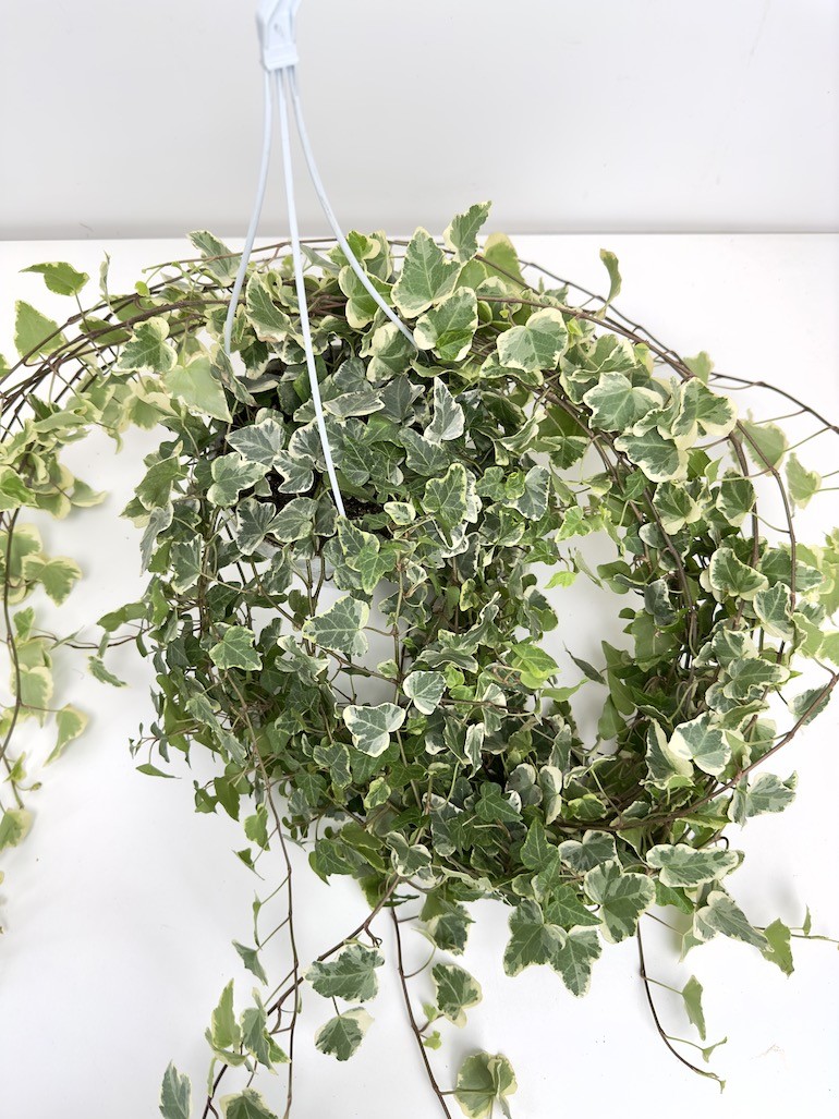 Hedera White Wonder Bluszcz