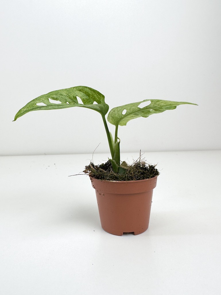 Monstera Adansonii Mint