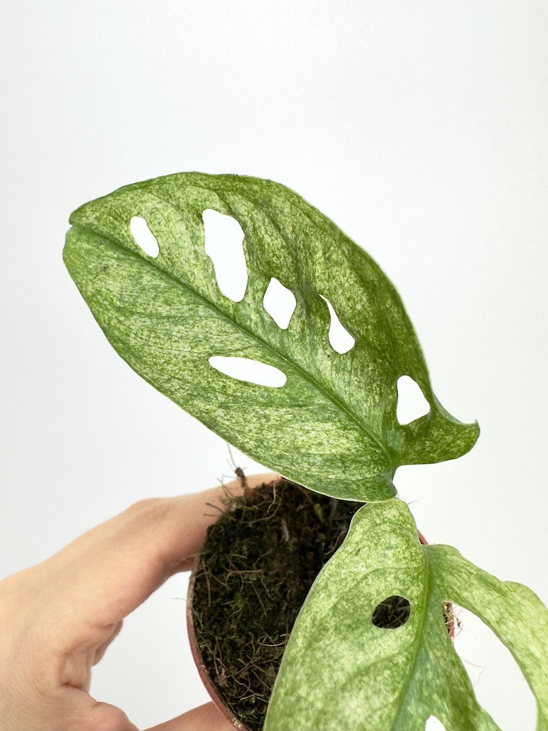 Monstera Adansonii Mint