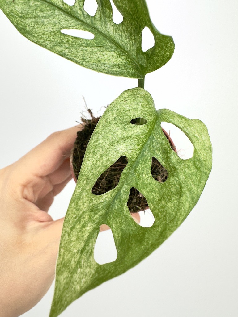 Monstera Adansonii Mint