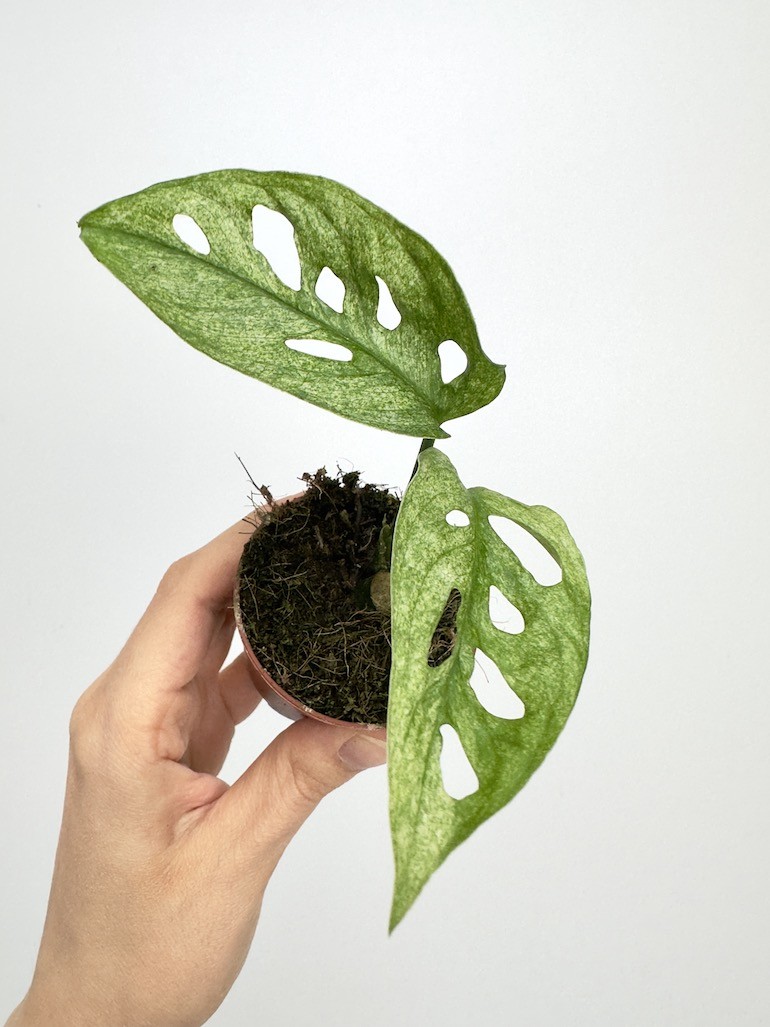 Monstera Adansonii Mint