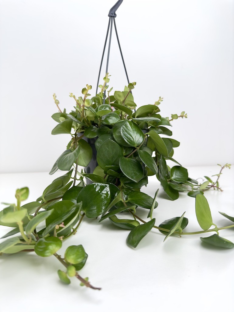 Aeschynanthus Pink Polka