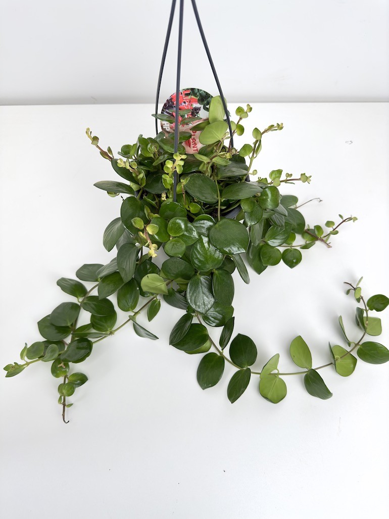 Aeschynanthus Pink Polka