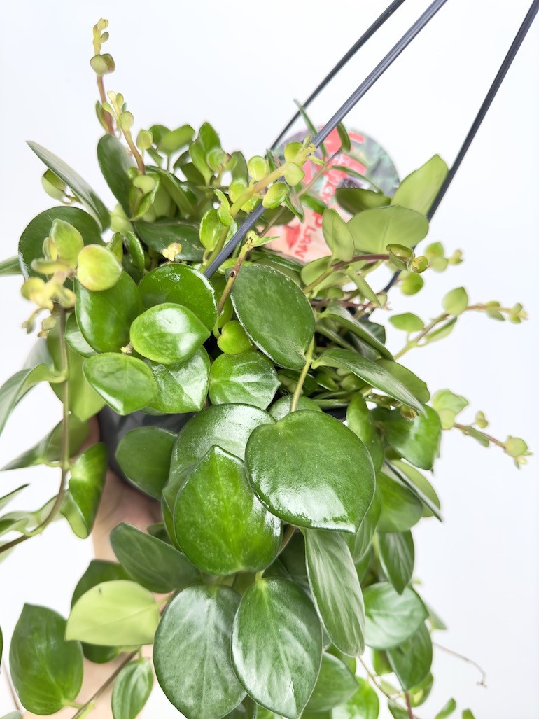 Aeschynanthus Pink Polka