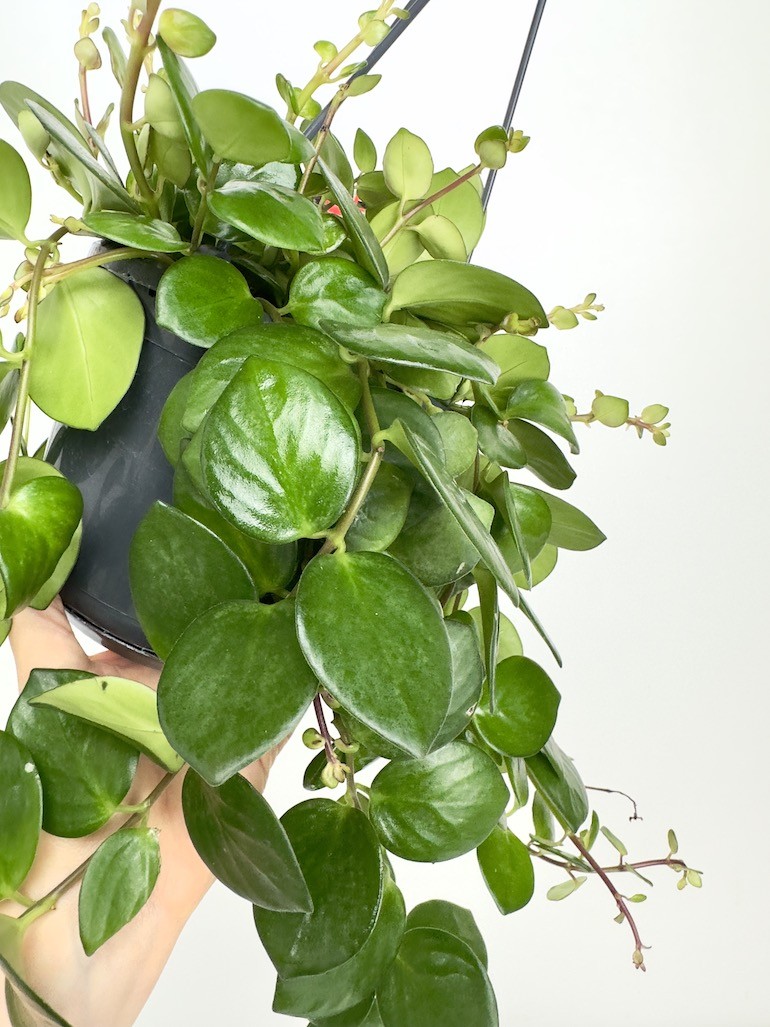 Aeschynanthus Pink Polka