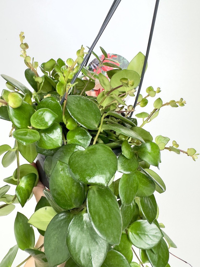 Aeschynanthus Pink Polka