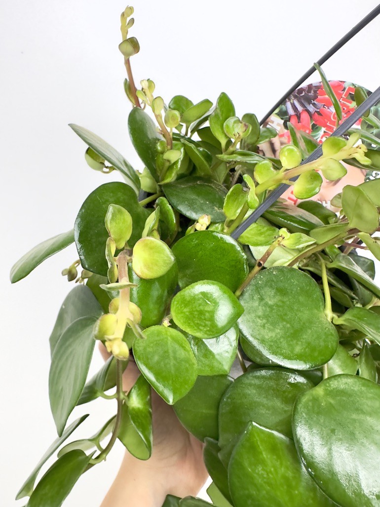 Aeschynanthus Pink Polka