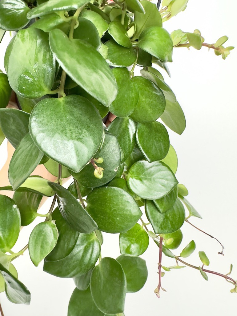 Aeschynanthus Pink Polka