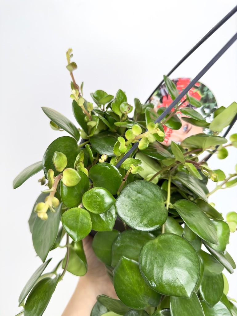 Aeschynanthus Pink Polka