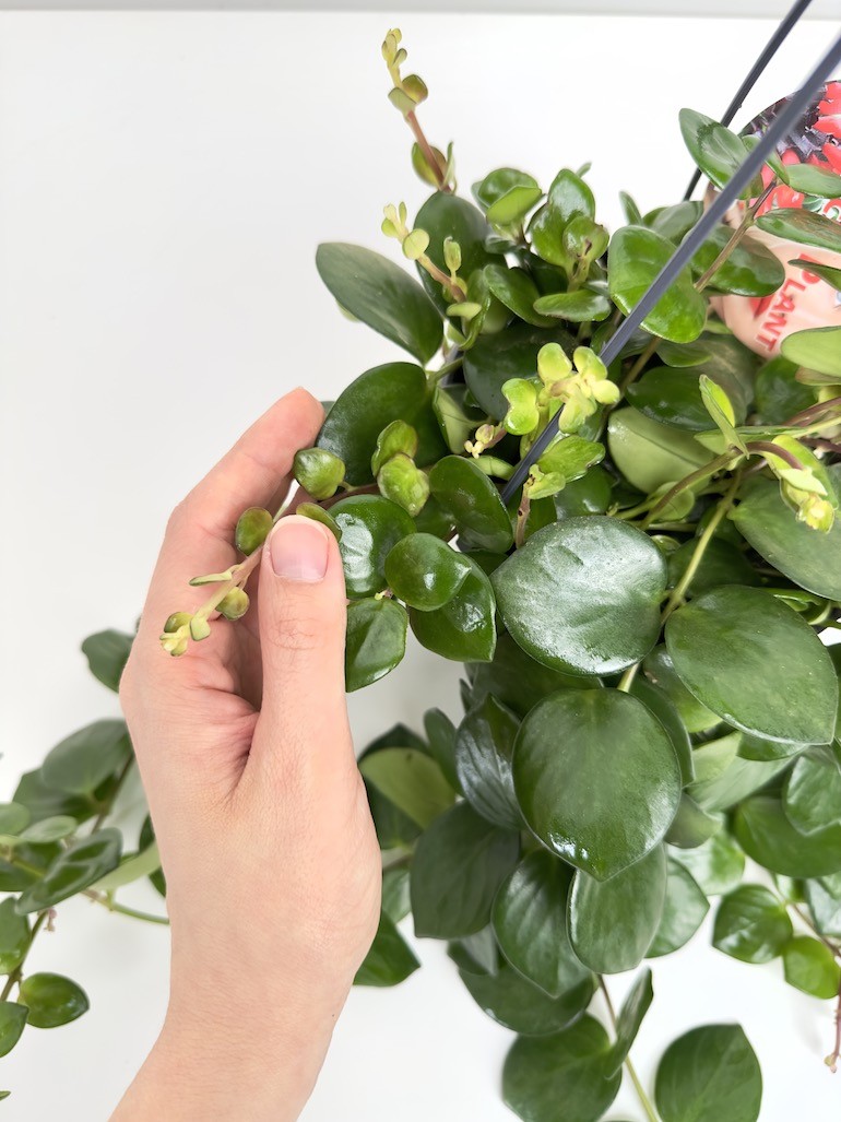 Aeschynanthus Pink Polka