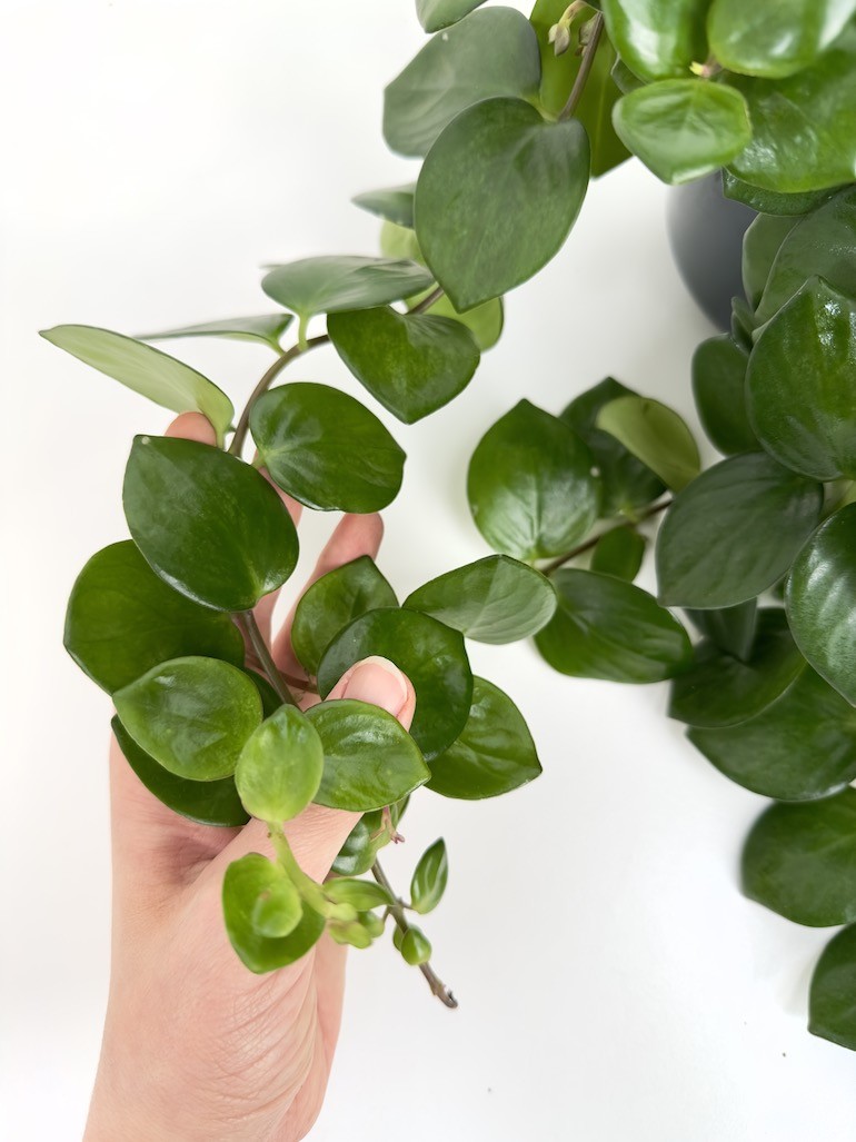Aeschynanthus Pink Polka