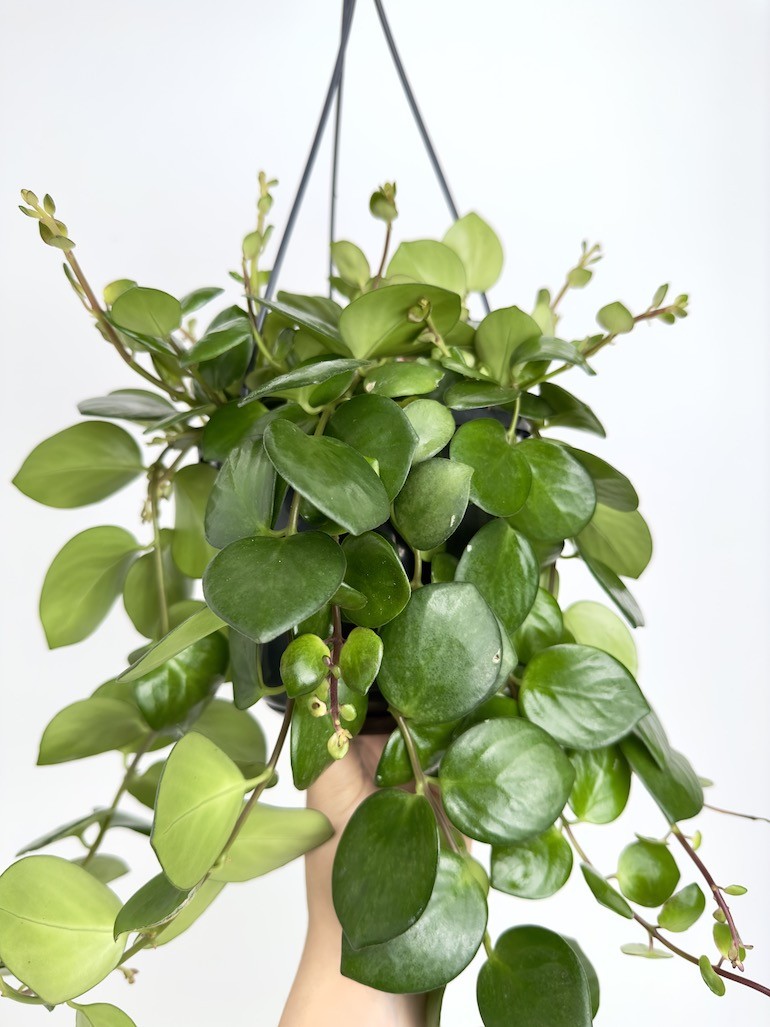 Aeschynanthus Pink Polka