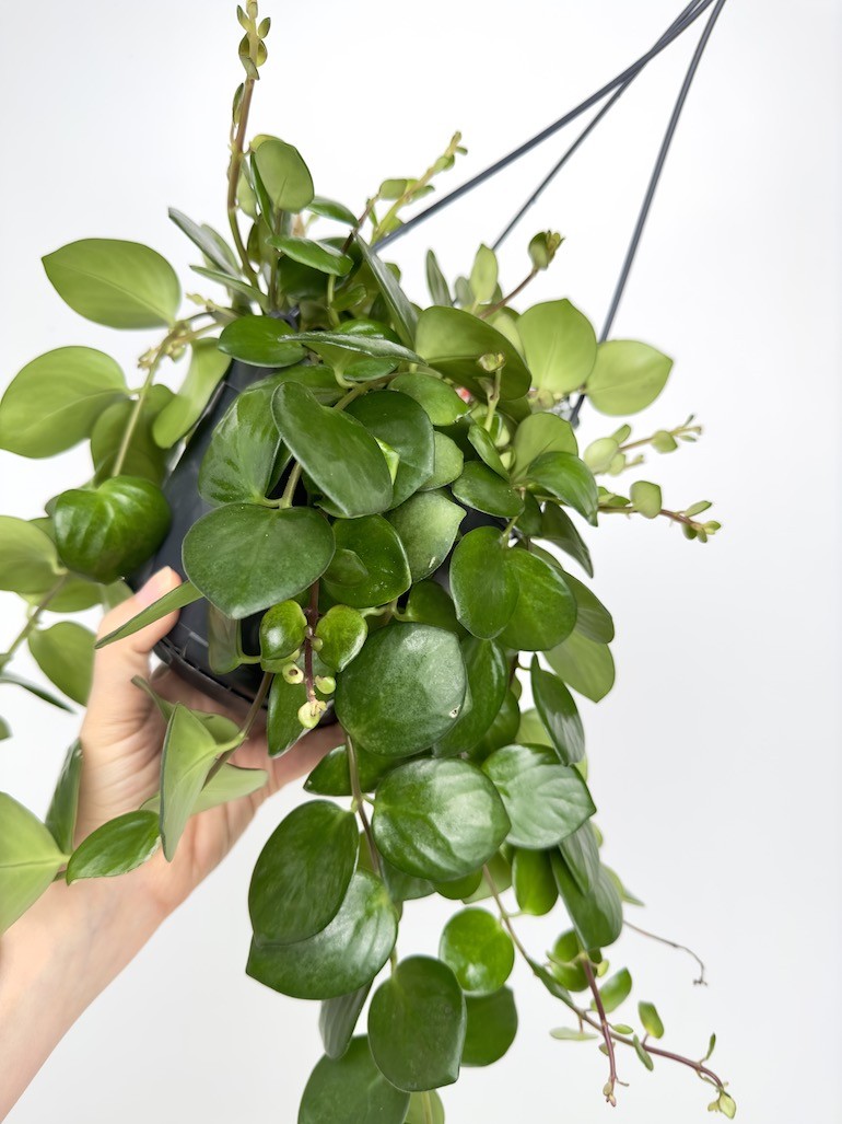 Aeschynanthus Pink Polka
