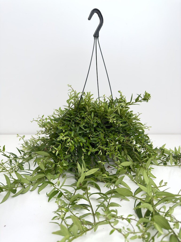 Aeschynanthus Japhrolepis Sadzonka cięta