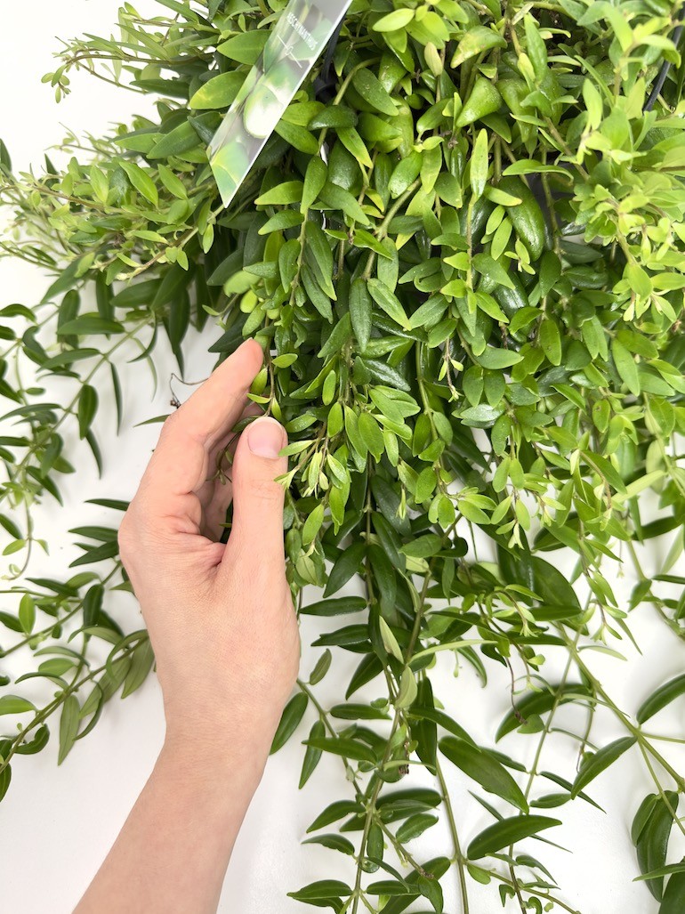 Aeschynanthus Japhrolepis Sadzonka cięta