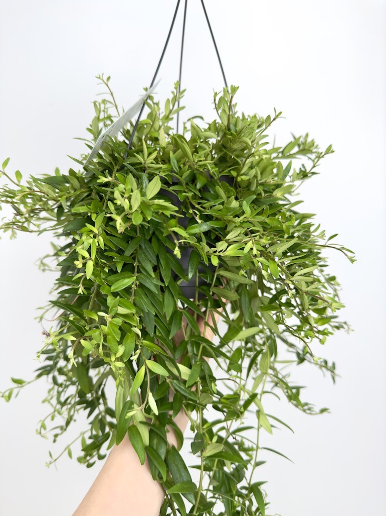 Aeschynanthus Japhrolepis Sadzonka cięta