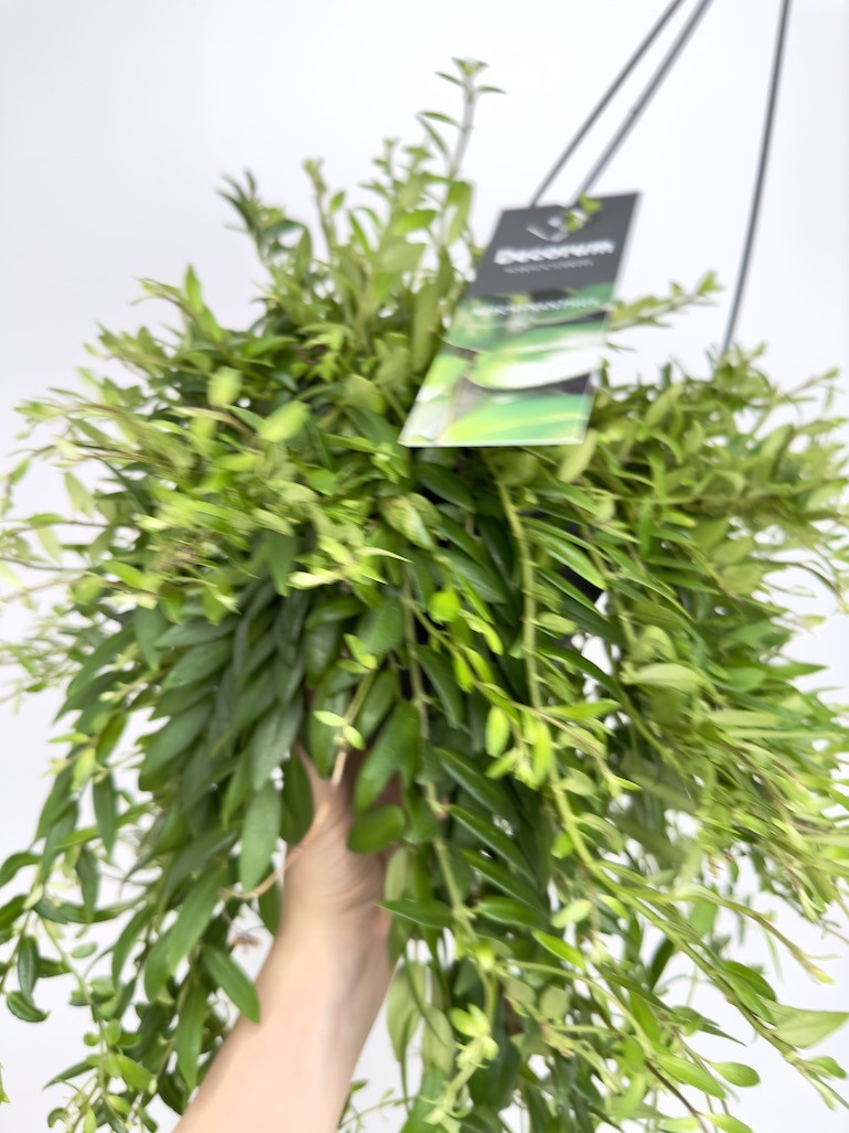 Aeschynanthus Japhrolepis Sadzonka cięta