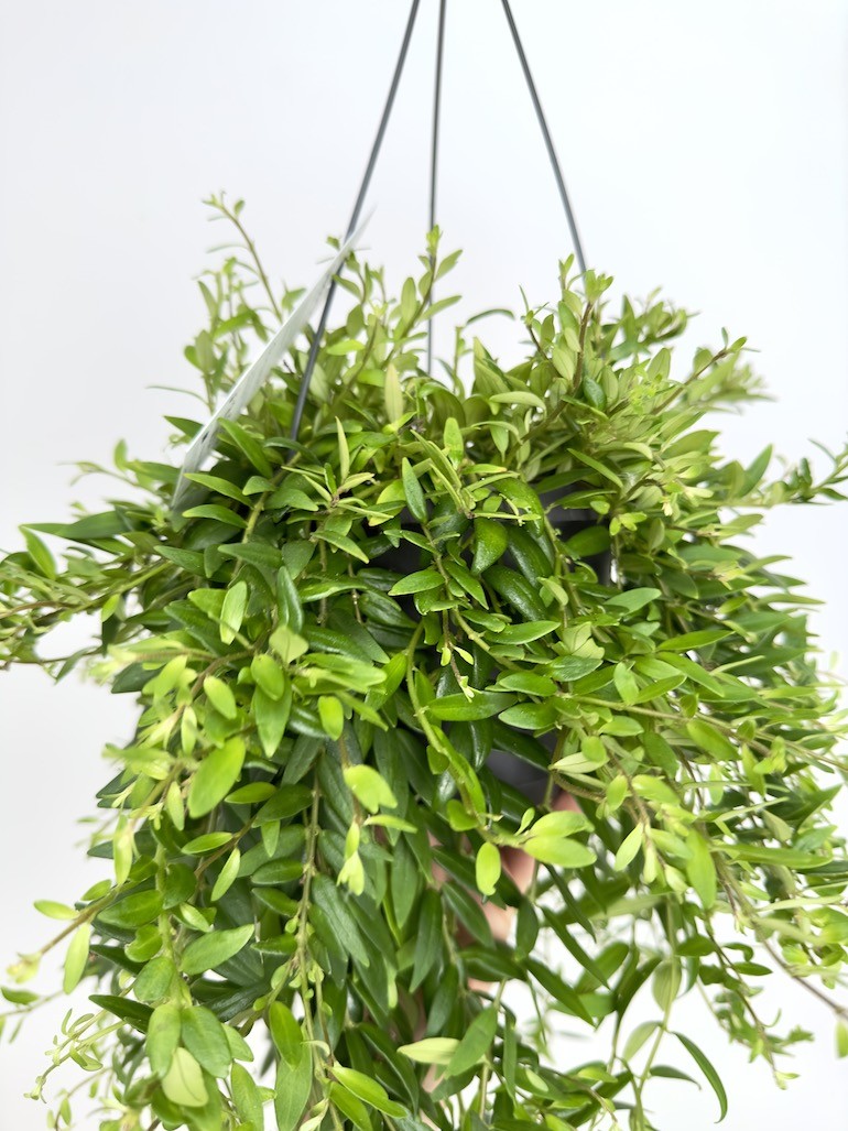 Aeschynanthus Japhrolepis Sadzonka cięta