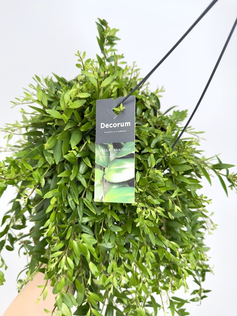 Aeschynanthus Japhrolepis Sadzonka cięta