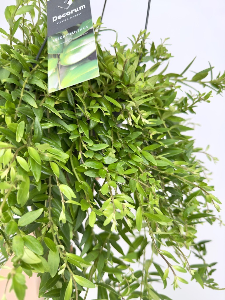 Aeschynanthus Japhrolepis Sadzonka cięta