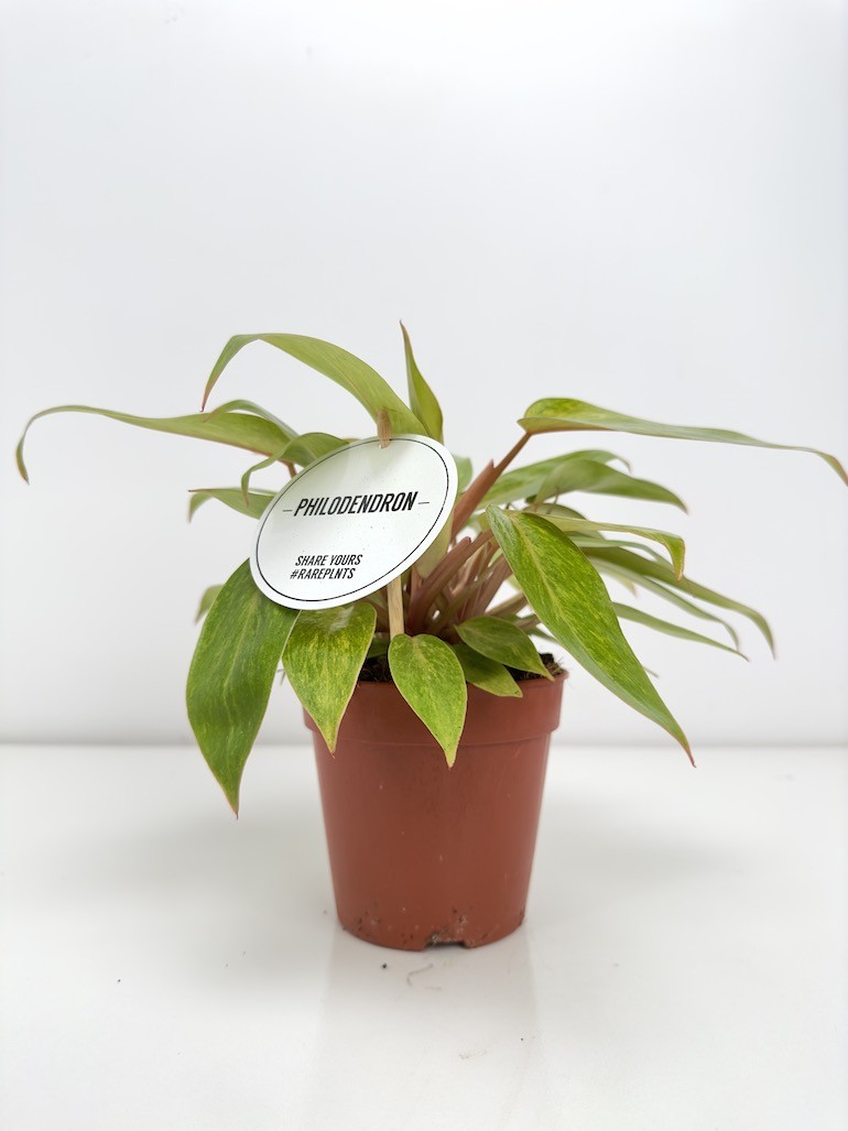 Philodendron Painted Lady