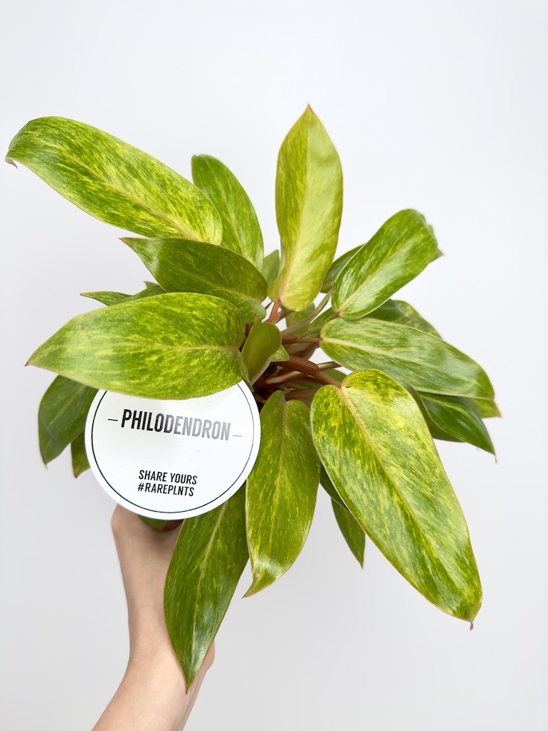 Philodendron Painted Lady