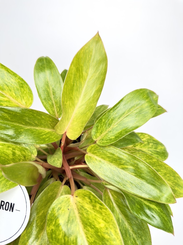 Philodendron Painted Lady