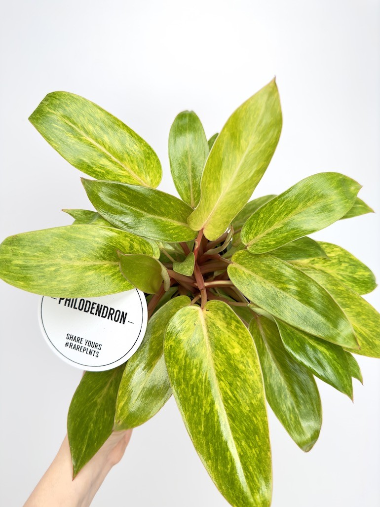 Philodendron Painted Lady