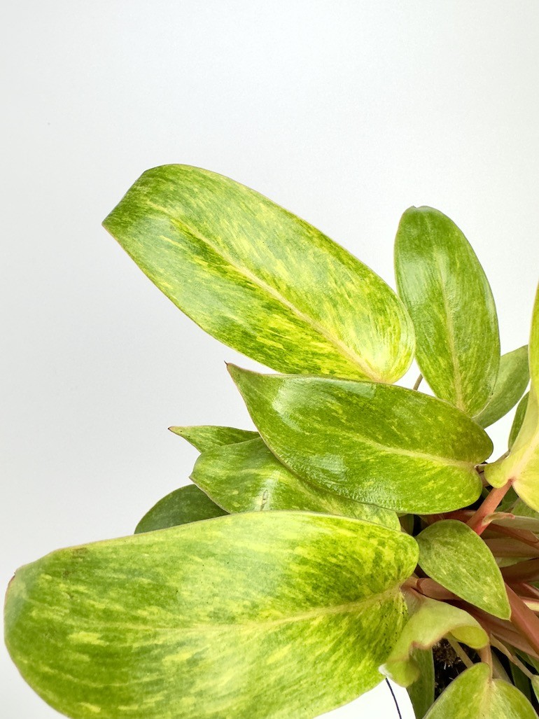 Philodendron Painted Lady