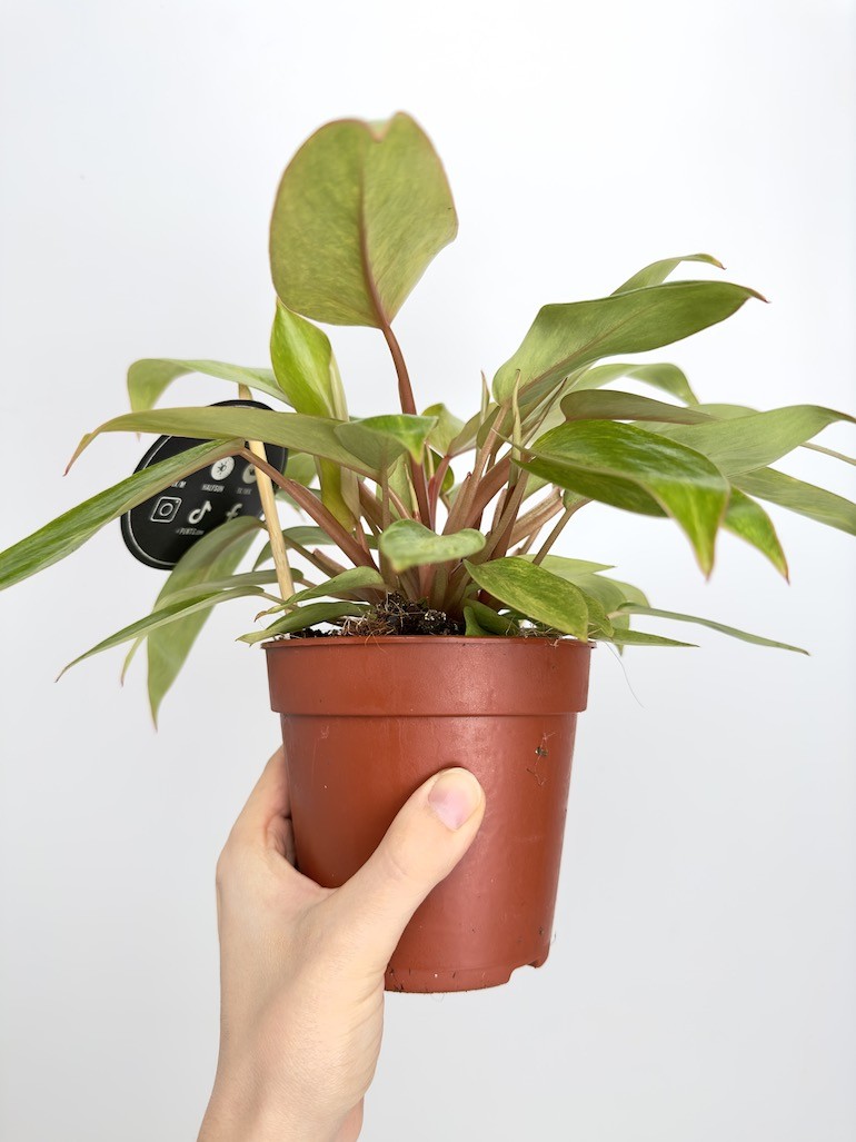 Philodendron Painted Lady