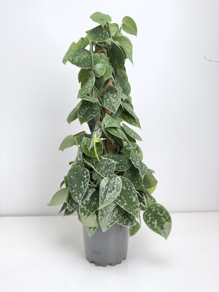 Scindapsus Silvery Ann