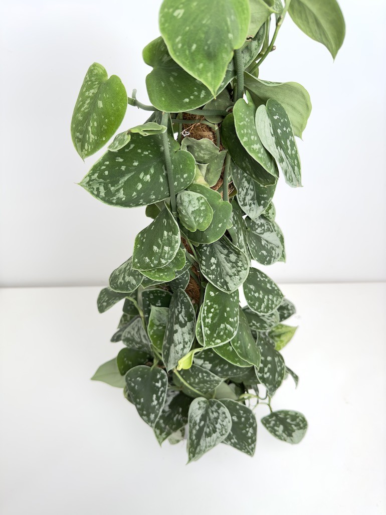 Scindapsus Silvery Ann