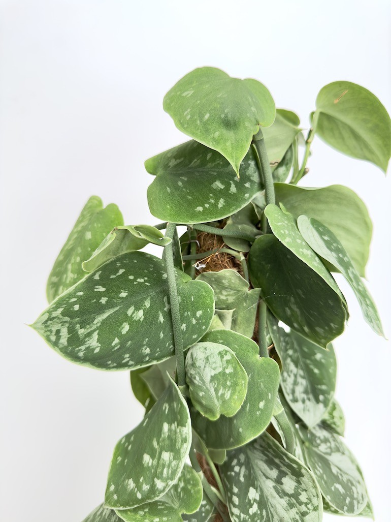 Scindapsus Silvery Ann