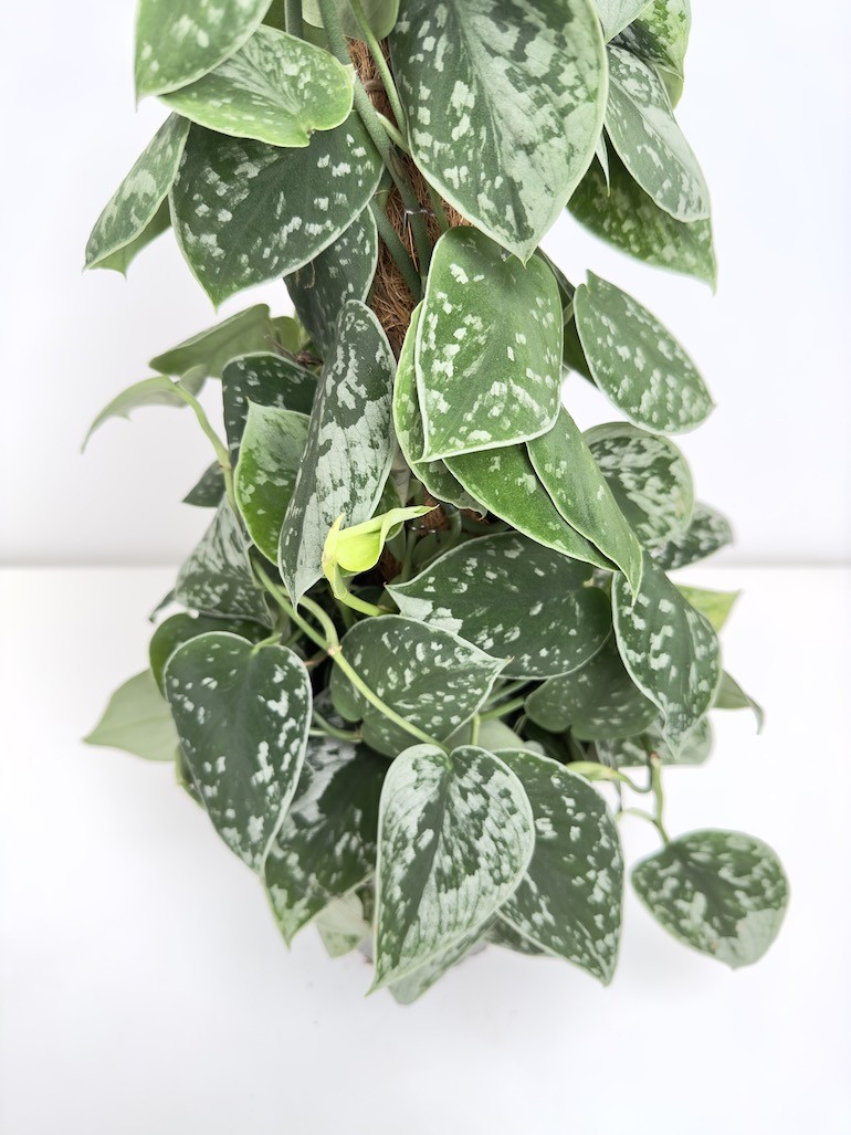 Scindapsus Silvery Ann